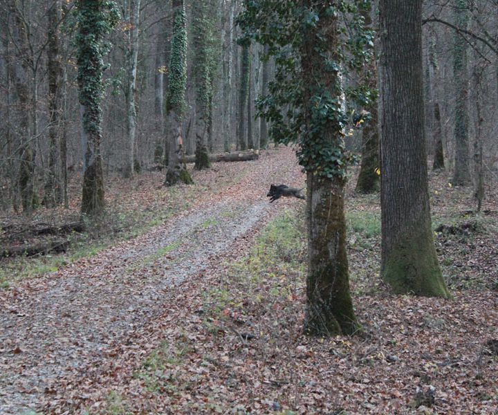 Wild boar hunting in Hugary