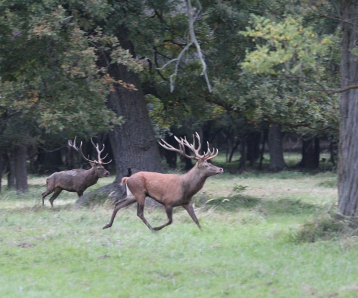 Deer Hunting in Serbia