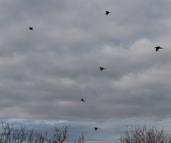 Shooting doves in Argentina