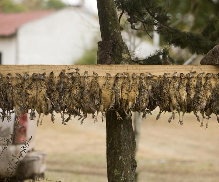 Hunting and shooting quails in Serbia