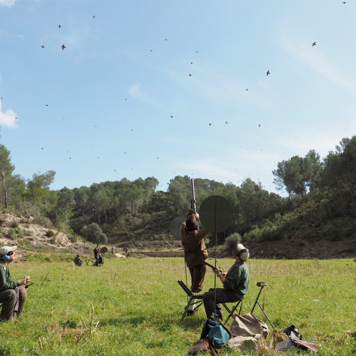 Red-legged-partridge shooting in Spain