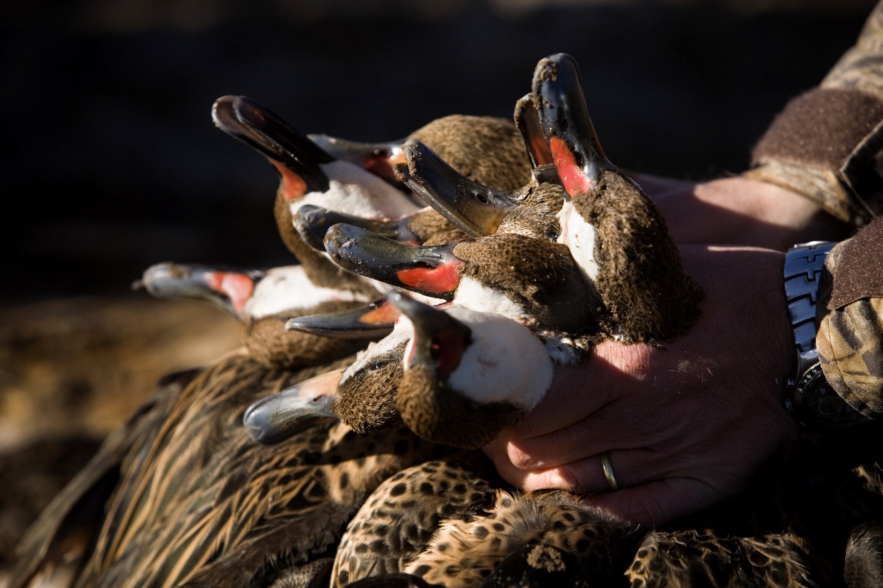 Duck shooting in Chile