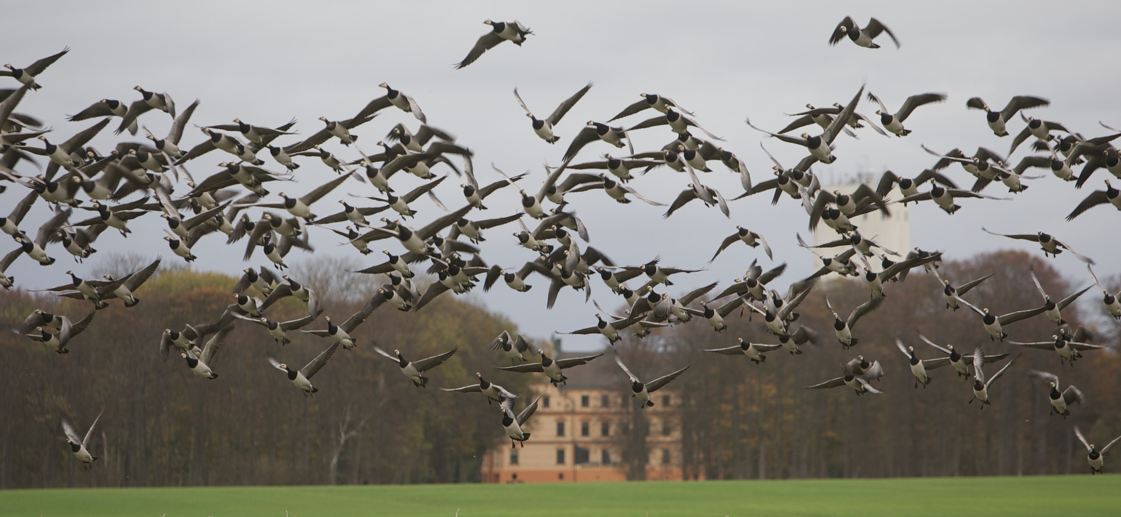 Duck shooting in Argentina