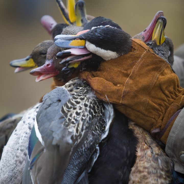 Duck shooting in Uruguay