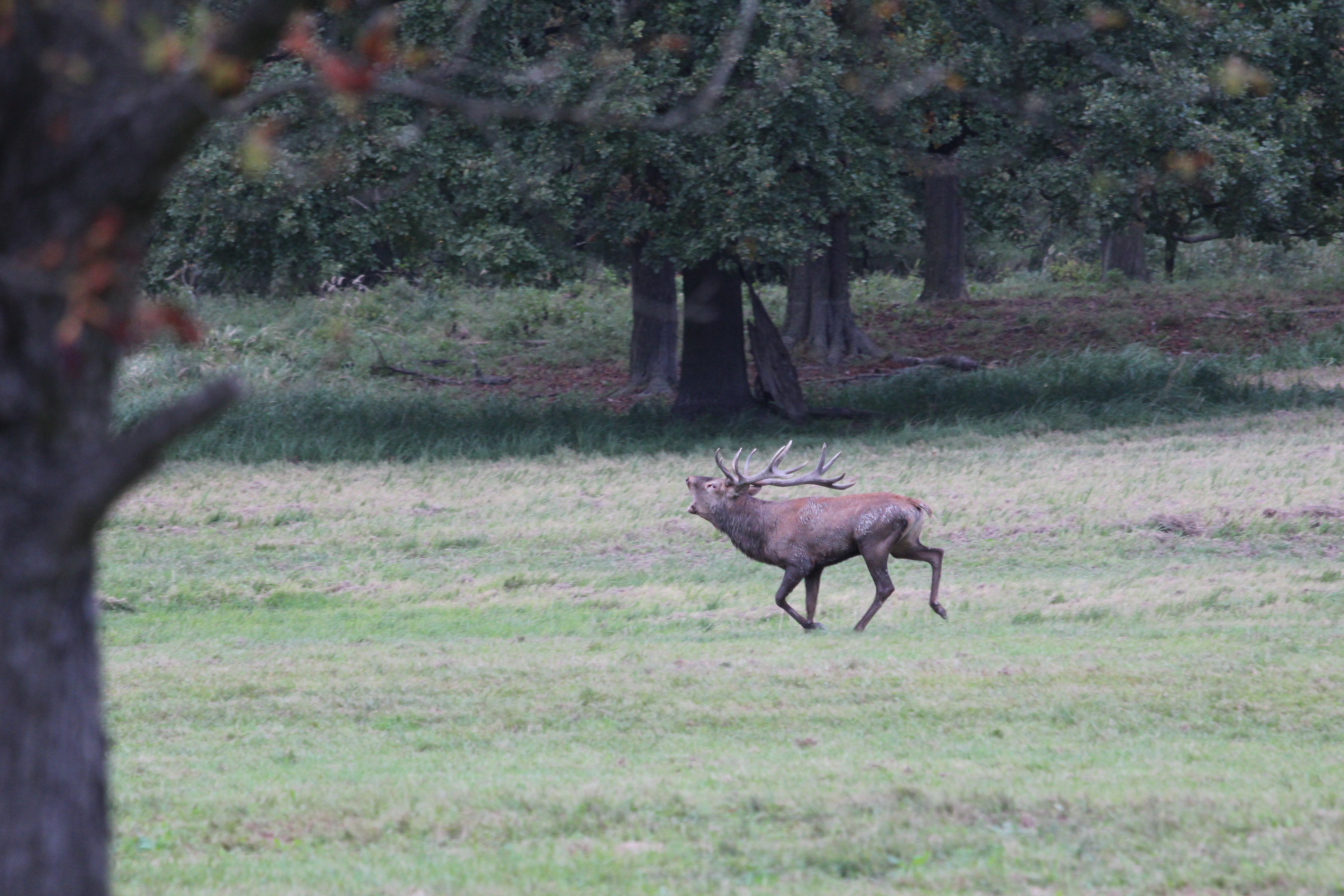 Red deer hunting and shooting in Argentina