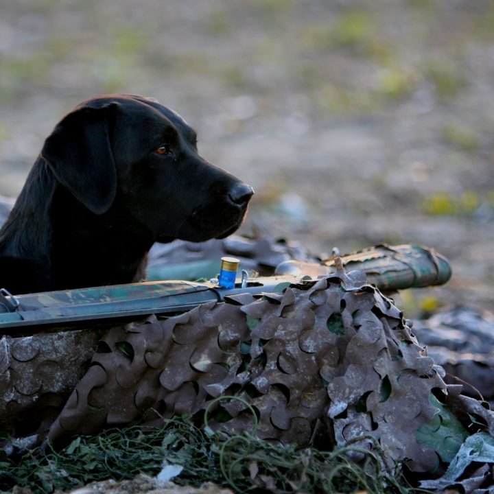 Hunting in northern Patagonia